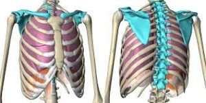 Shoulder + Ribcage Anatomy