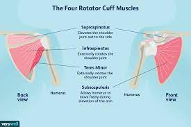 Rotator Cuff Anatomy